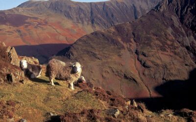 Natural England boss visits Cumbria to see for himself