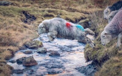 Watch our “Get ready for ELM SFI 22 Moorland and Rough Grazing” Webinar