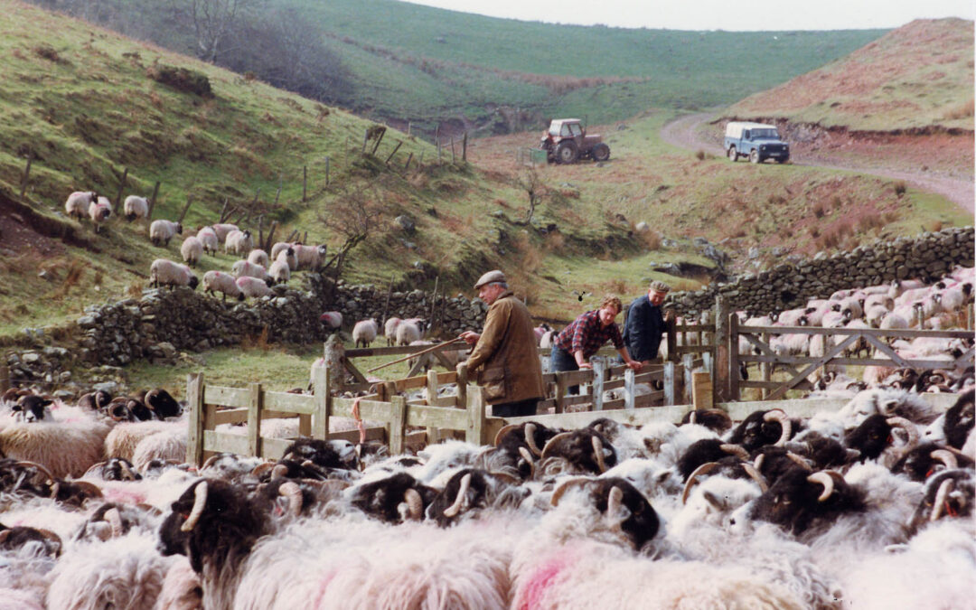 Slim pickings in support for hill farmers from Defra