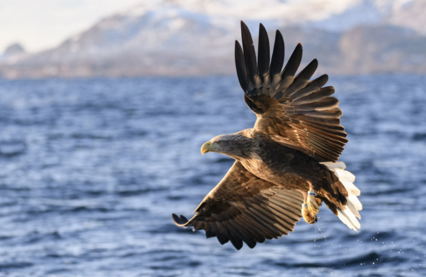 White-tailed eagles may be reintroduced to Cumbria